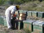 apicultor_atiendiendo_sus_colmenas