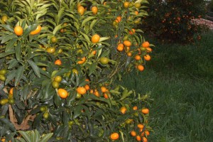 arbol de kumquat